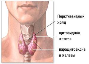 Картинки по запросу щитовидка